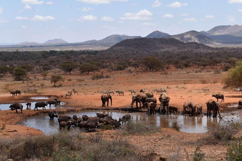 Kilaguni Serena Safari Lodge Tsavo Facilități foto