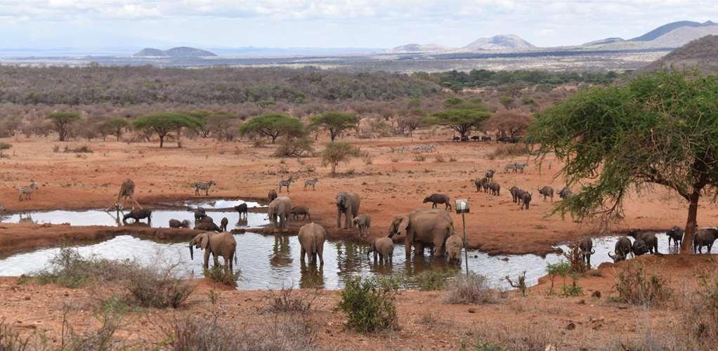 Kilaguni Serena Safari Lodge Tsavo Facilități foto